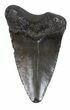 Bargain, Juvenile Megalodon Tooth - South Carolina #48872-1